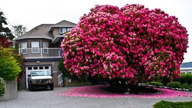 caydoquyen125tuoioCanada (5)