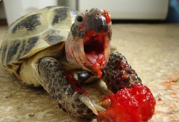 8 animal eating