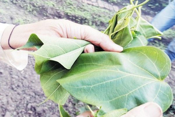 Lá ngón ăn được ở Mường So tròn và to hơn lá ngón có độc. Ảnh: C.T