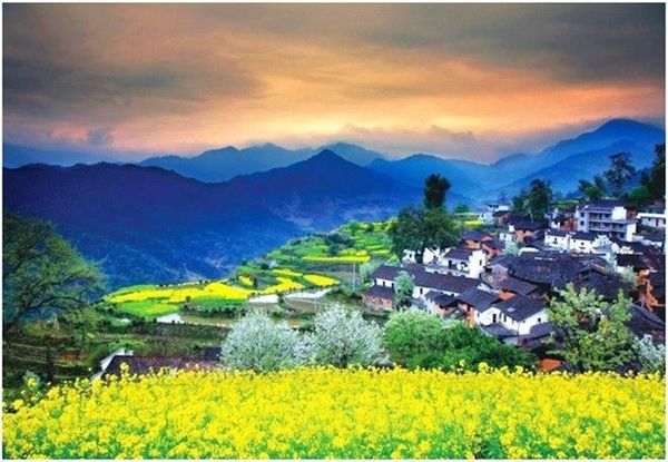 Làng Wuyuan ở Giang Tây, Trung Quốc nổi tiếng với những ngôi nhà cổ có kiến trúc độc đáo chen lẫn trong sắc hoa cải rực rỡ.