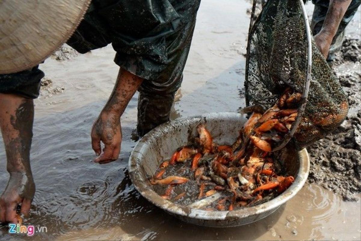 Lúc này, người nông dân chỉ việc dùng vợt để vớt hoặc khéo léo dùn tay sục bùn vốc cá lên cho vào chậu.