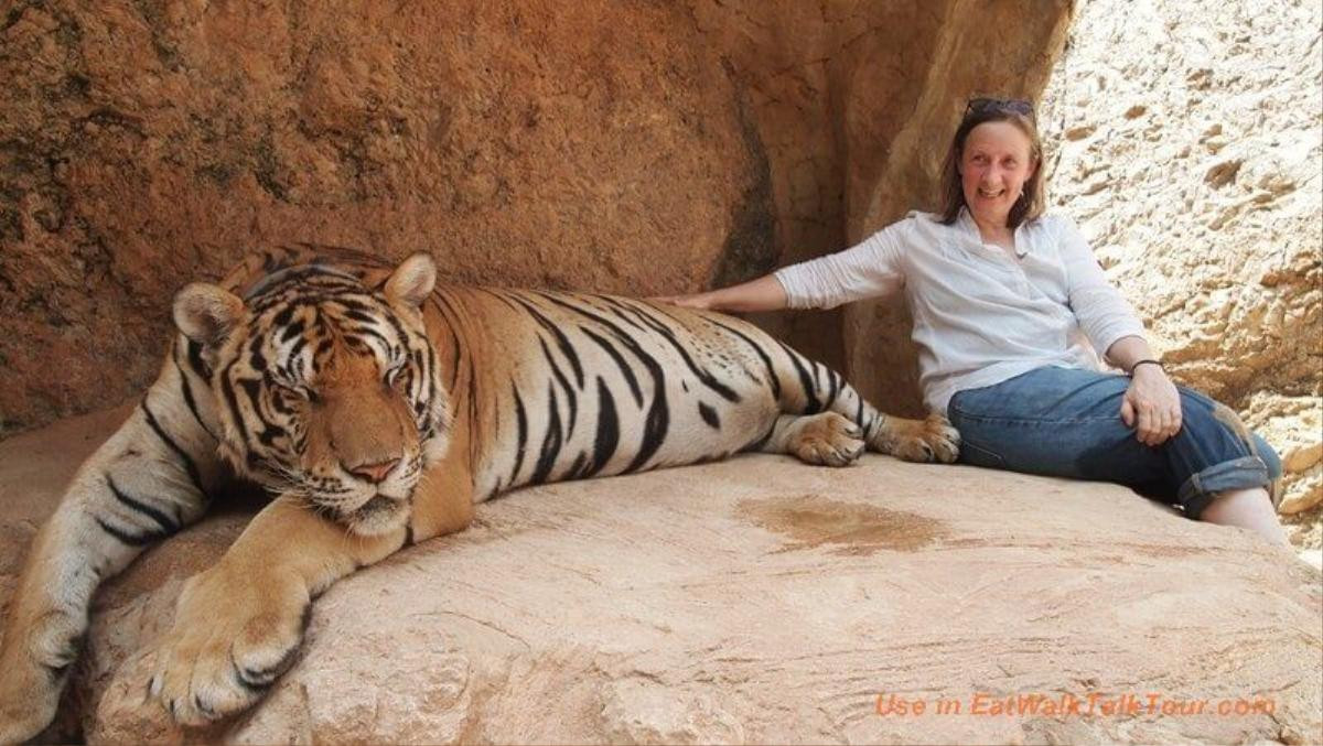 10tigertemple