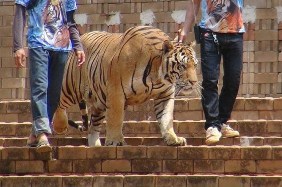 13tigertemple