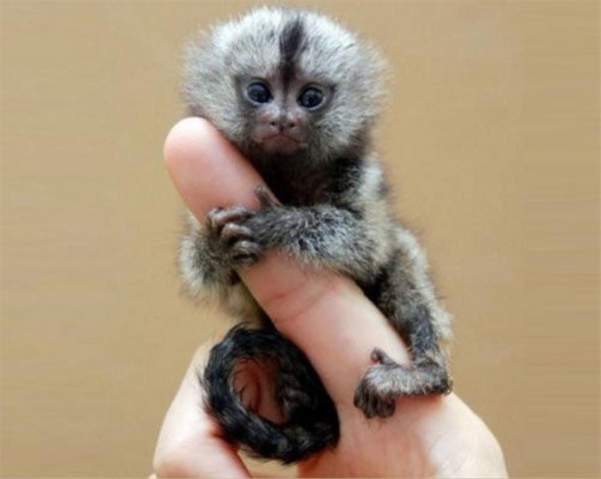 5smallestmonkey